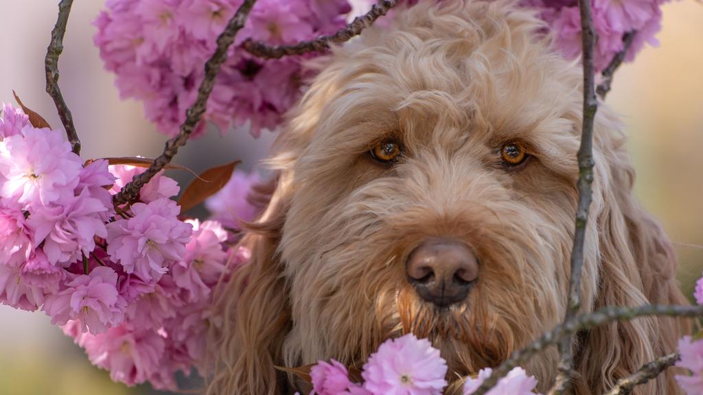 Grooming & Health icon