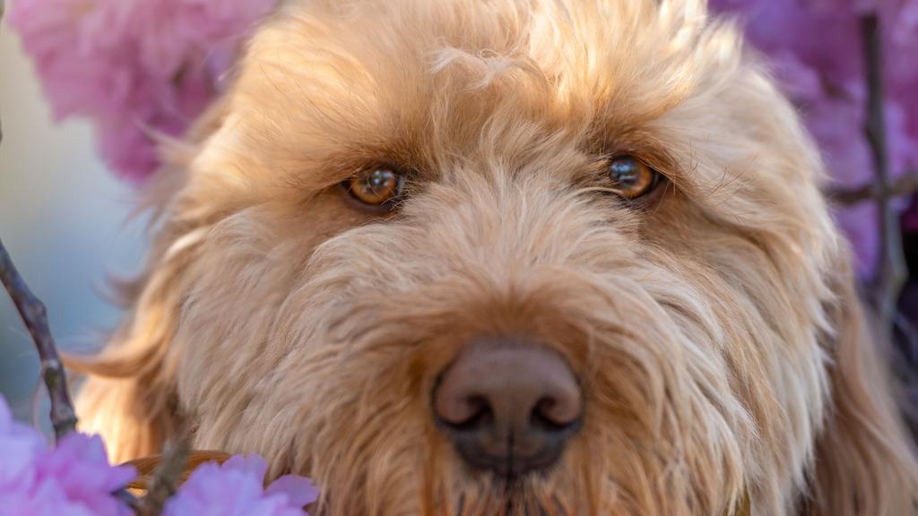 Temperament & Behavior icon