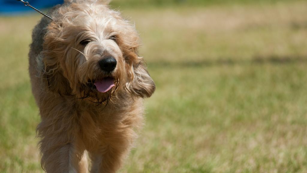 Suitability for First-Time vs. Experienced Owners icon