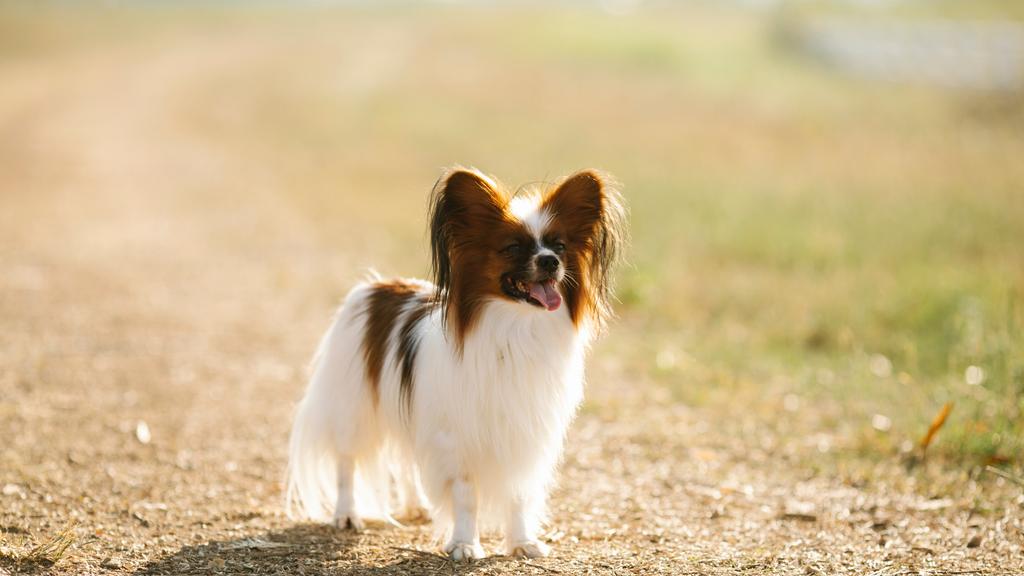 Papillon