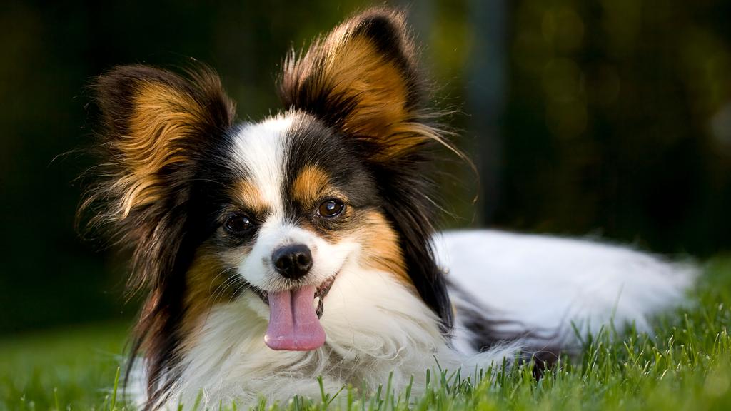 Grooming & Health icon