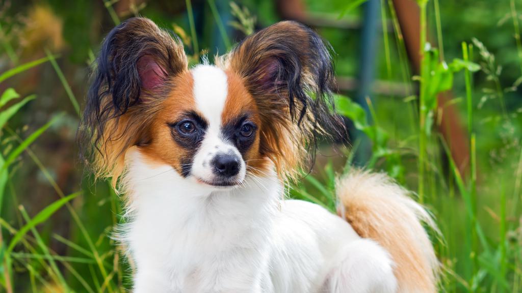 Financial Considerations icon