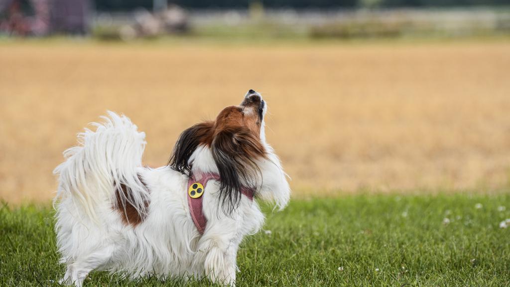 Suitability for First-Time vs. Experienced Owners icon