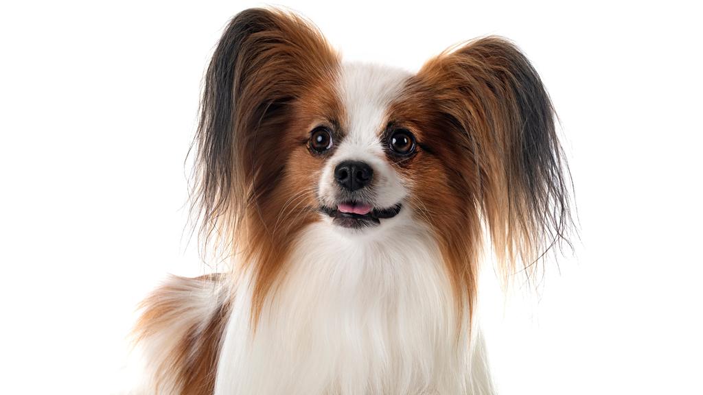 Basic Information icon