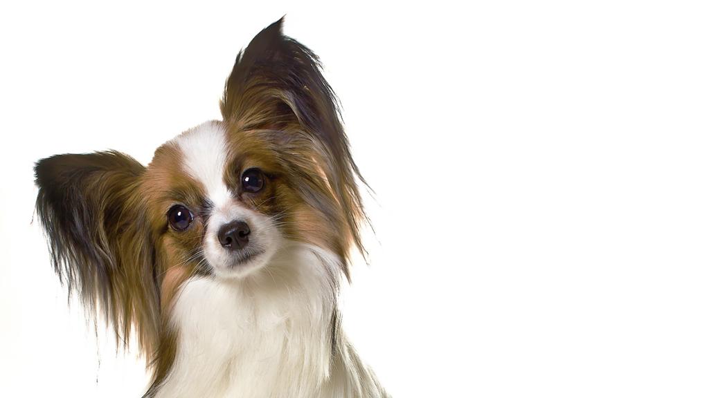 Exercise & Activity Needs icon