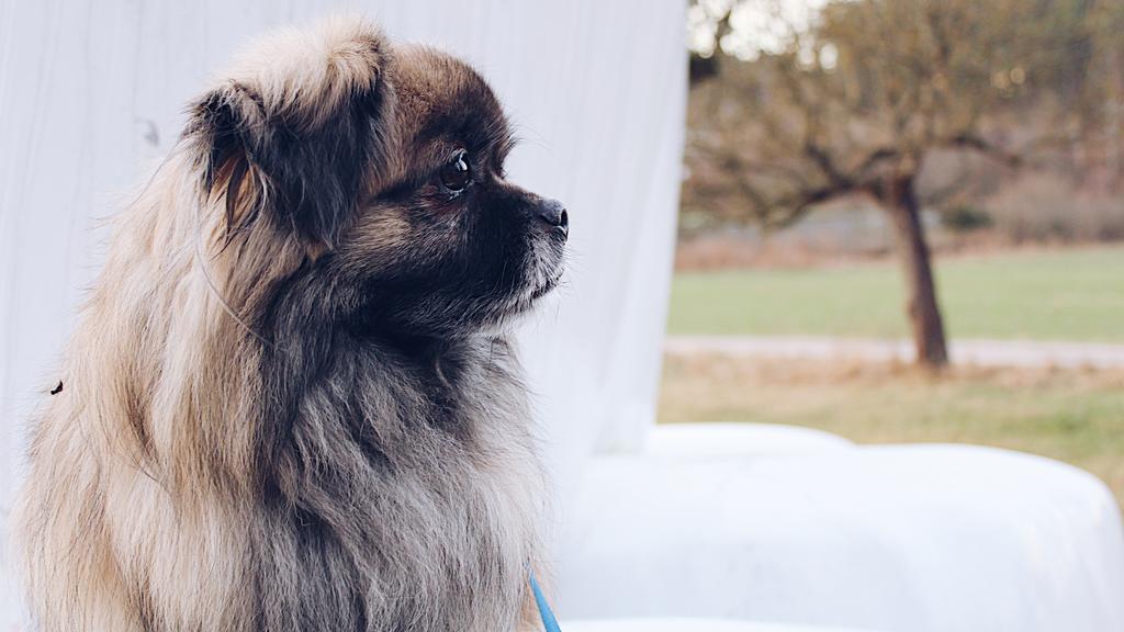 Suitability for First-Time vs. Experienced Owners icon