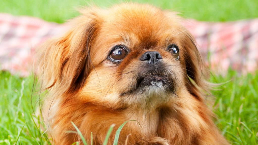 Pekingese
