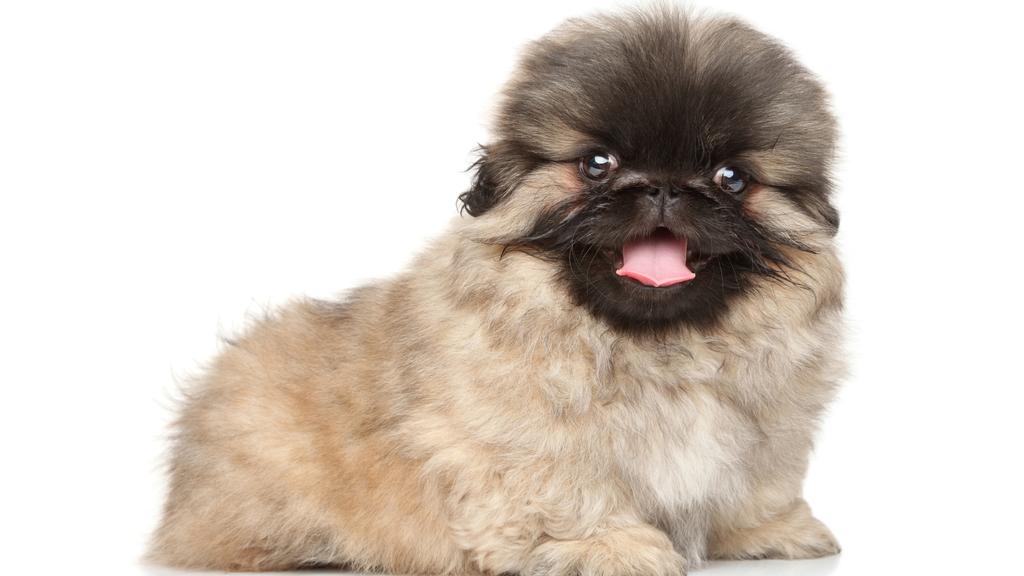 Temperament & Behavior icon