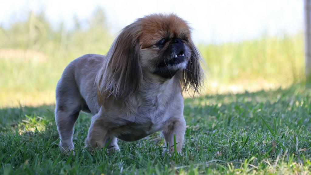 Pekingese