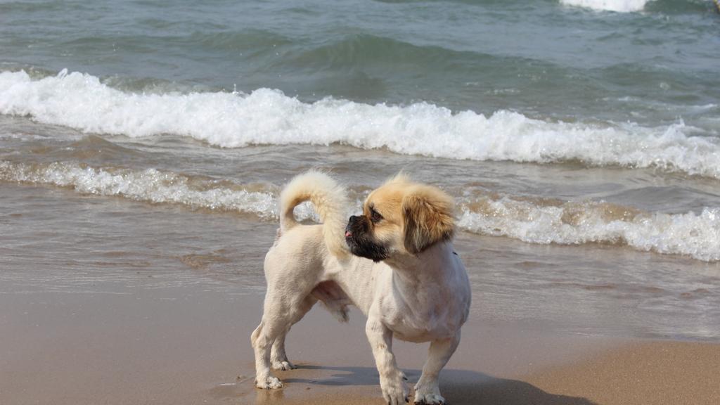 Pekingese