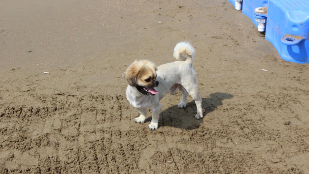 Pekingese