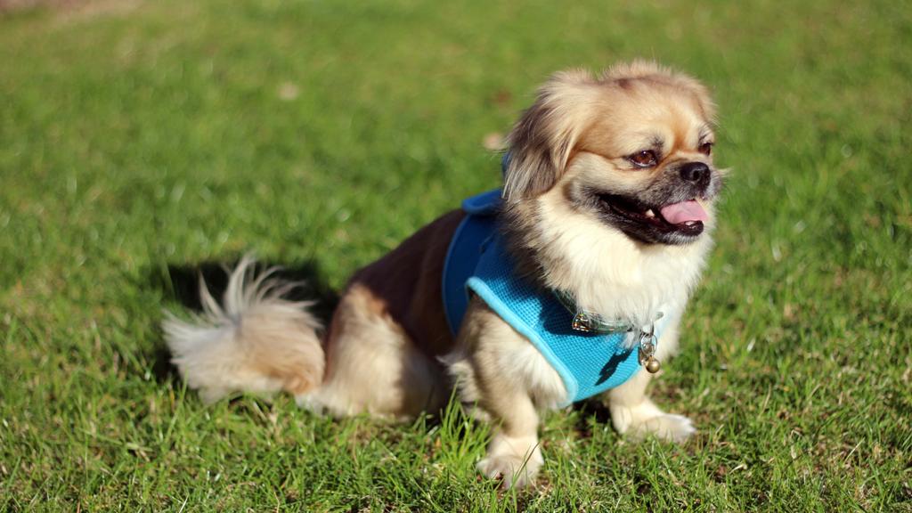 Pekingese