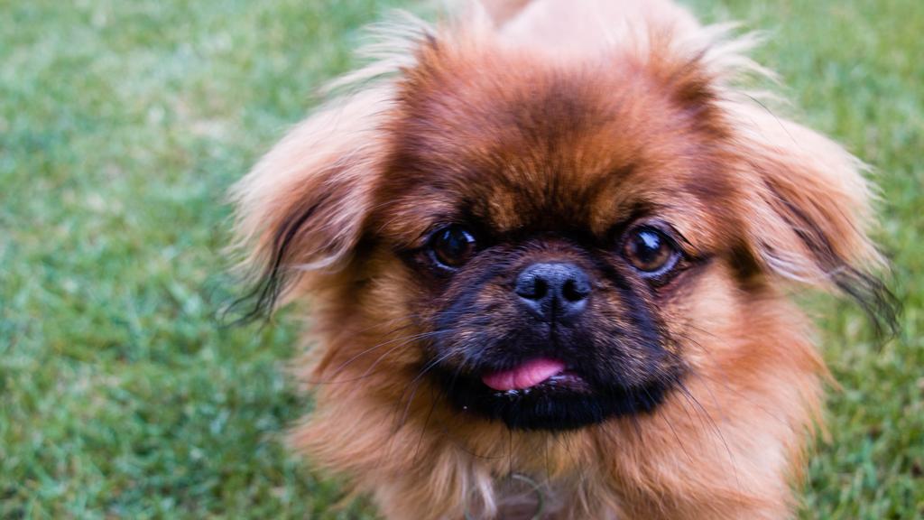 Basic Information icon