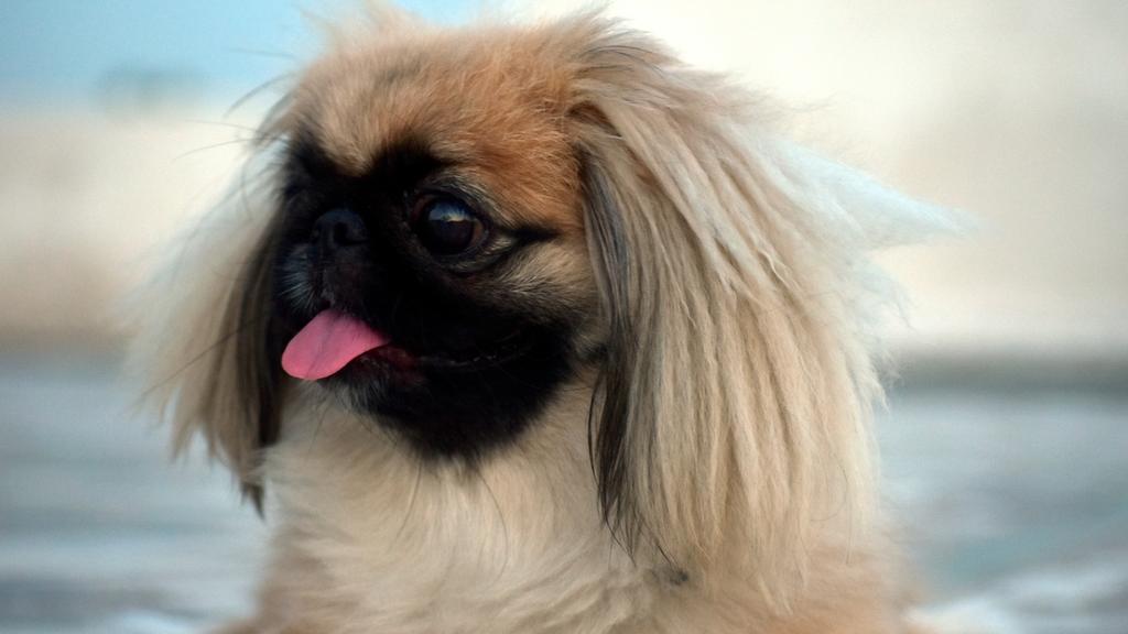 Grooming & Health icon