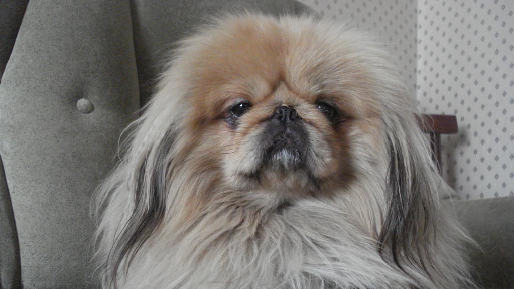 Pekingese