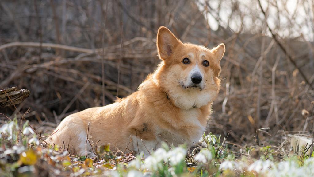 Pembroke Welsh Corgi