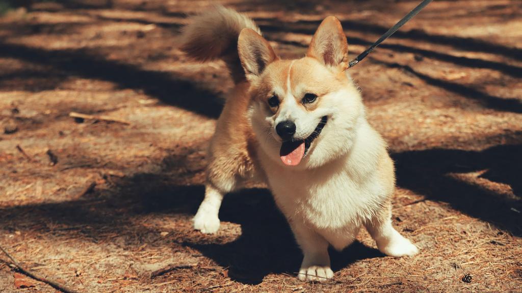 Temperament & Behavior icon