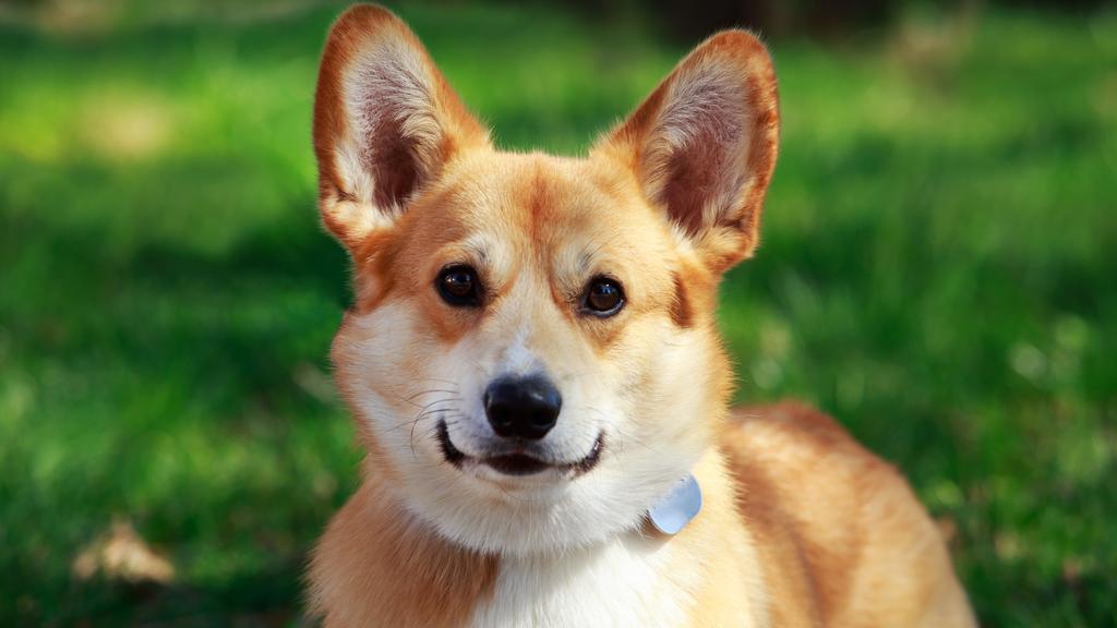 Pembroke Welsh Corgi