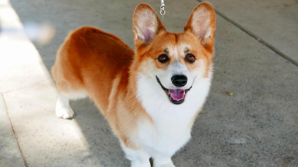 Pembroke Welsh Corgi