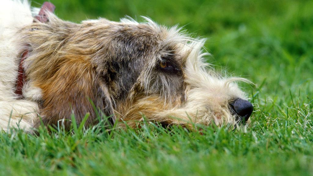 Petit Basset Griffon Vendéen
