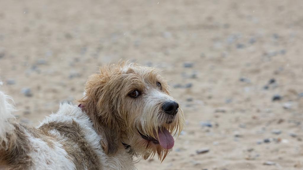 Temperament & Behavior icon