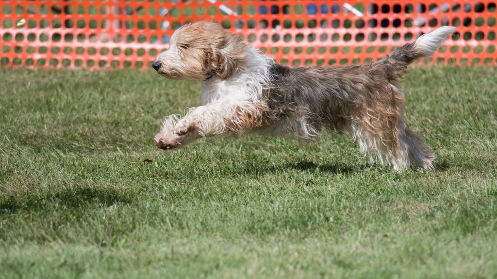 Petit Basset Griffon Vendéen