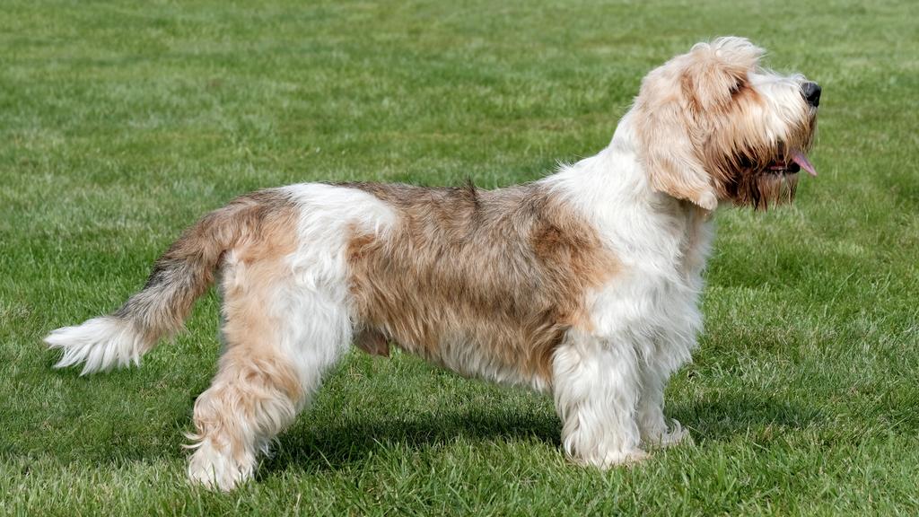 Petit Basset Griffon Vendéen