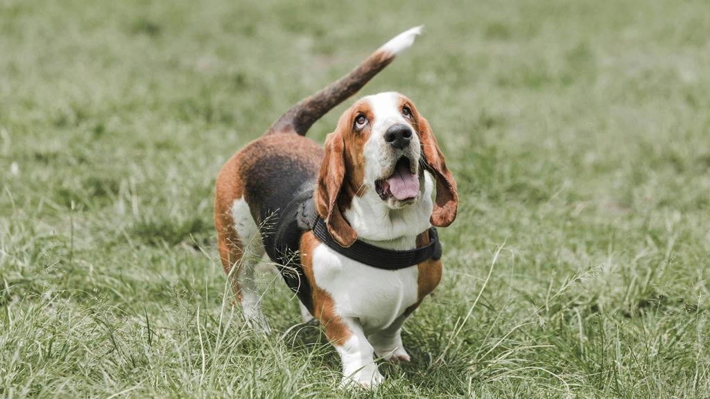 Petit Basset Griffon Vendéen