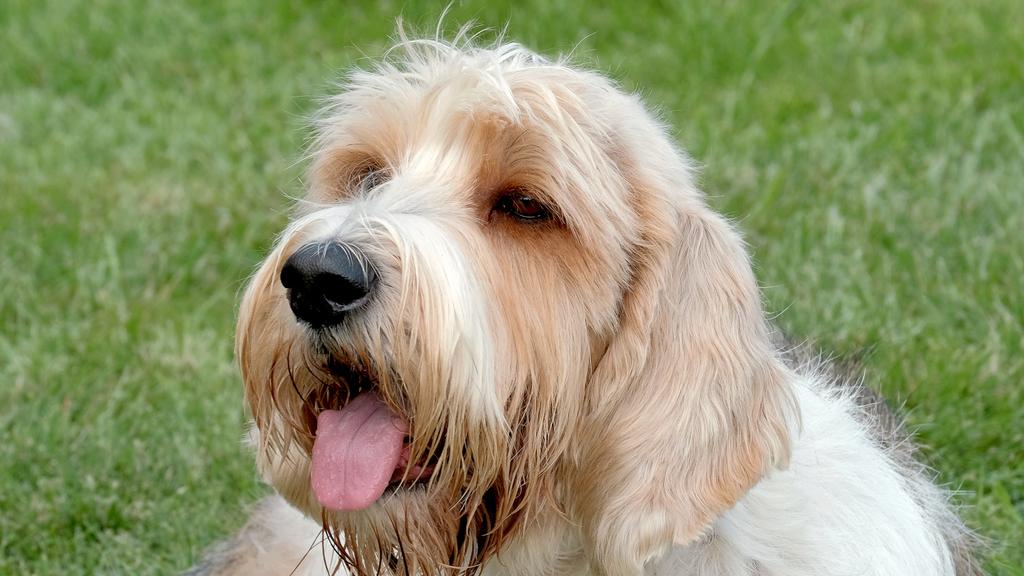 Petit Basset Griffon Vendéen