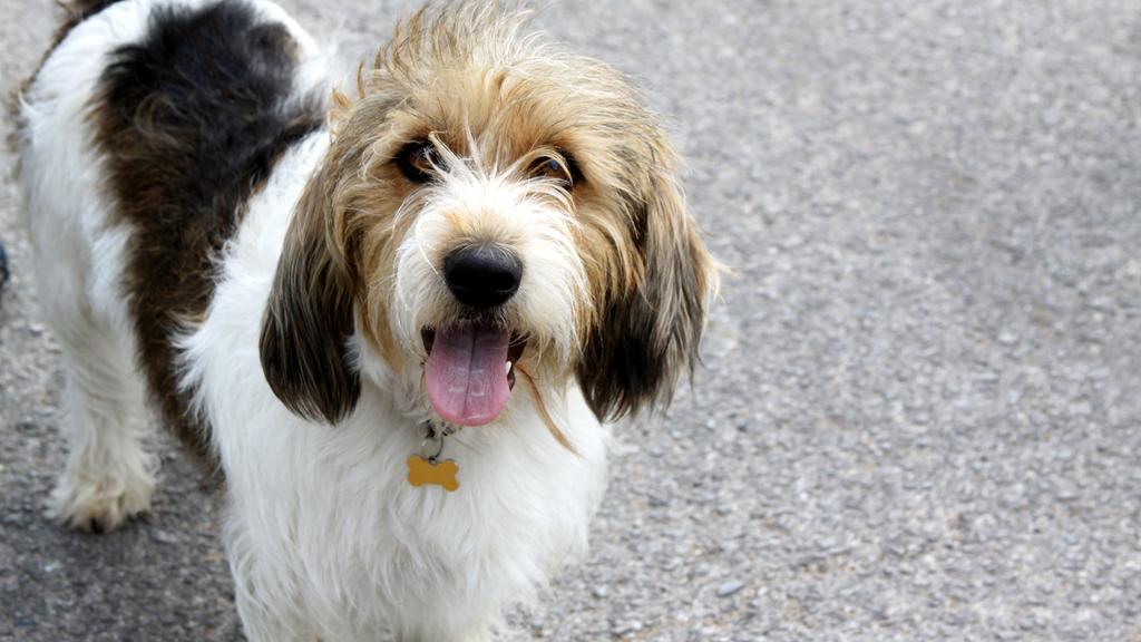 Petit Basset Griffon Vendéen