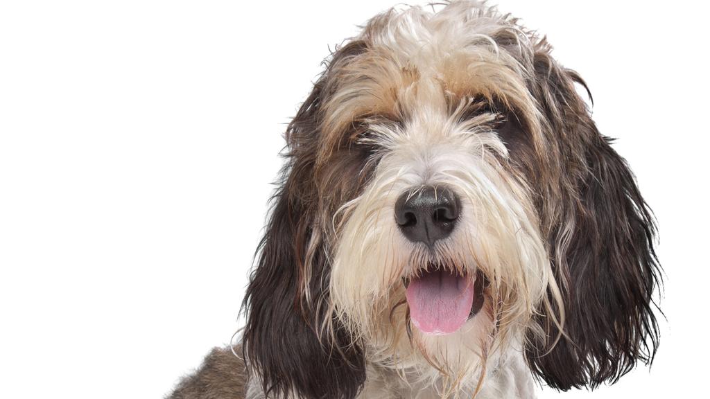 Petit Basset Griffon Vendéen