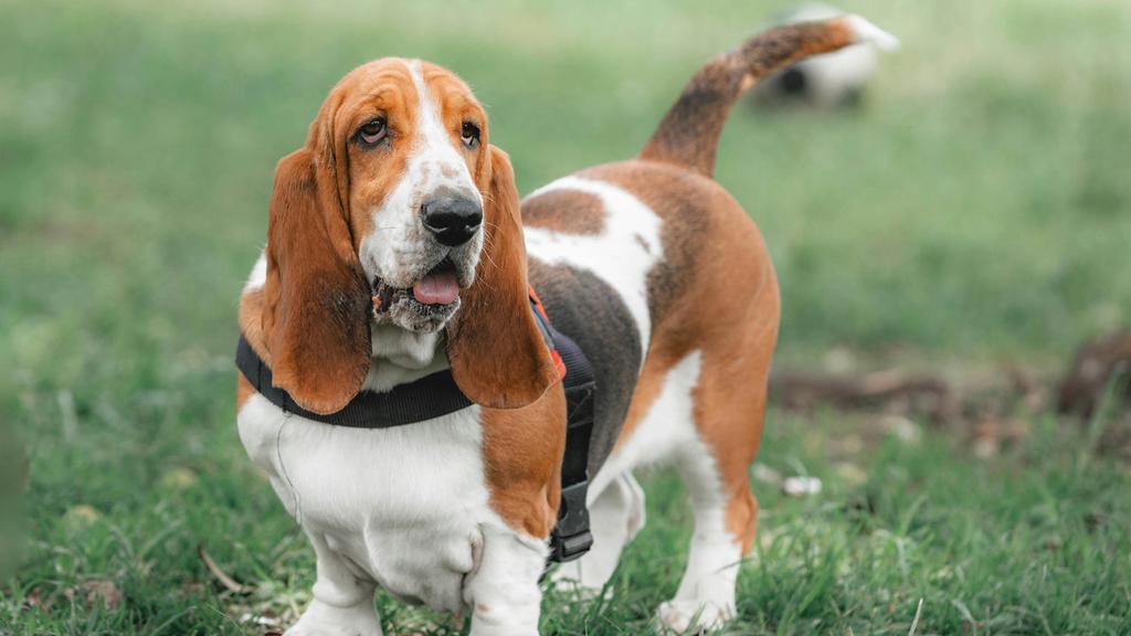 Petit Basset Griffon Vendéen