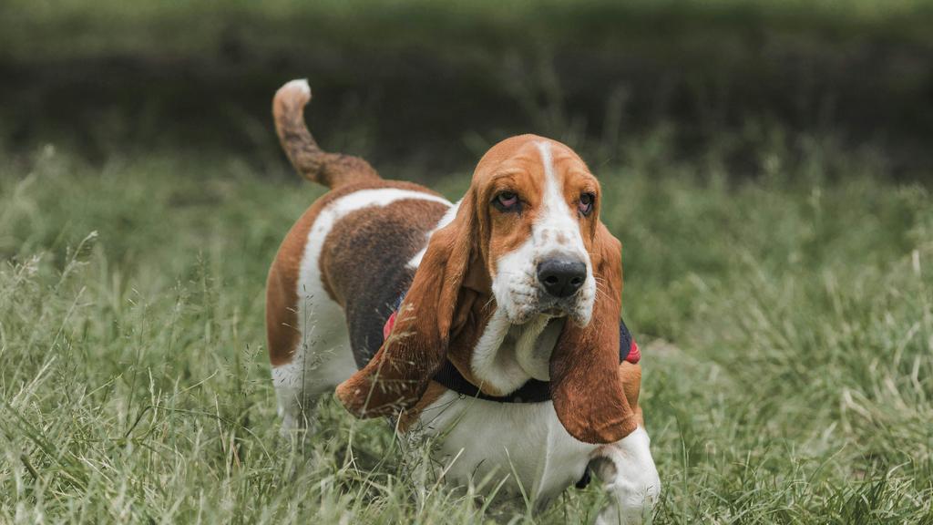 Petit Basset Griffon Vendéen