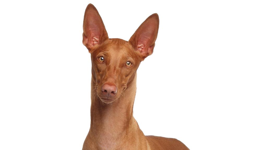 Pharaoh Hound