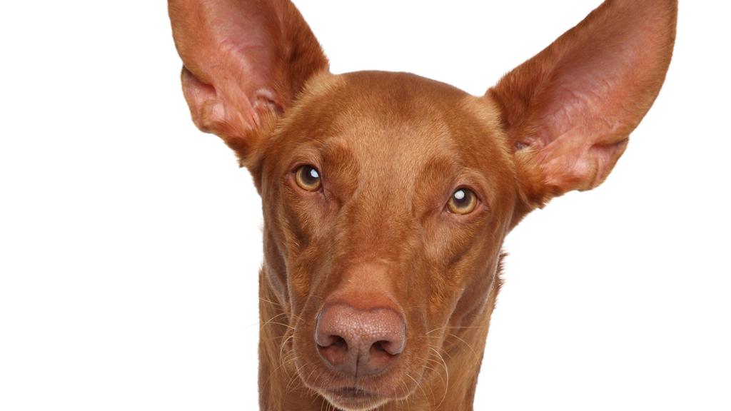 Pharaoh Hound