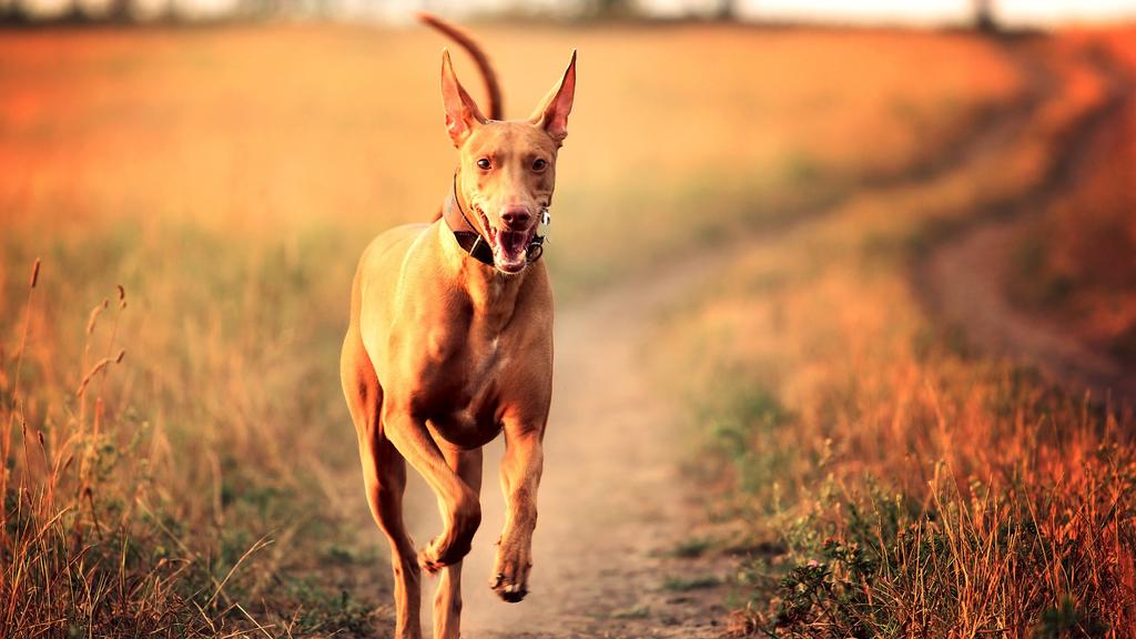 Pharaoh Hound