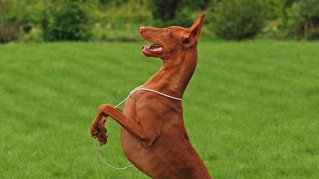 Pharaoh Hound