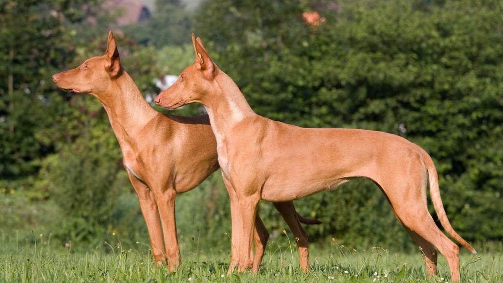 Pharaoh Hound