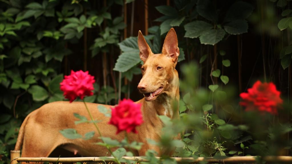 Exercise & Activity Needs icon