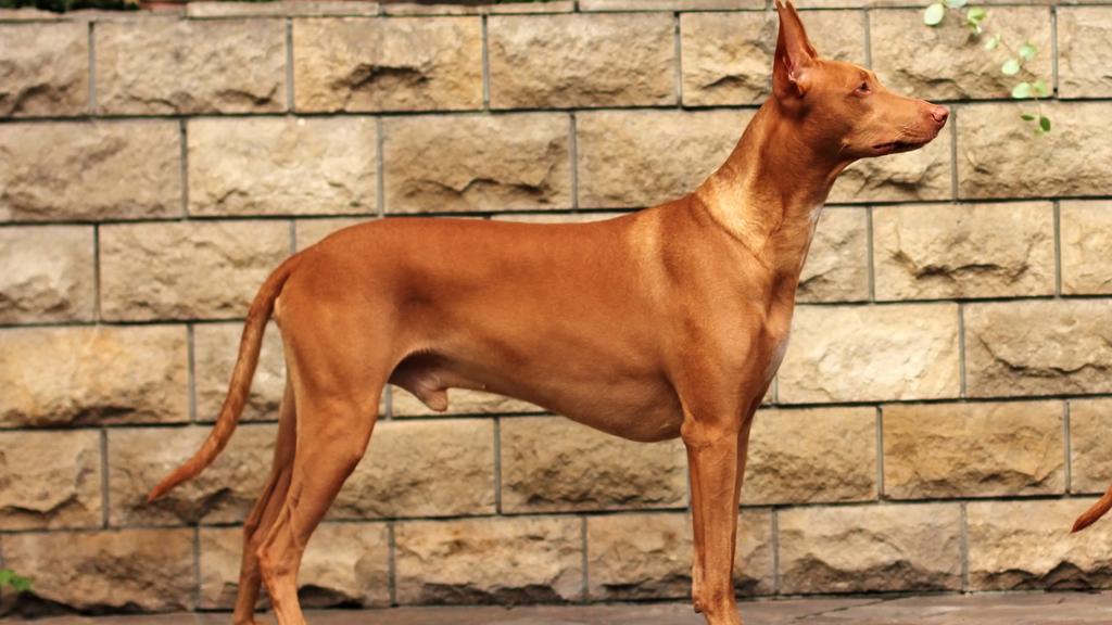 Pharaoh Hound