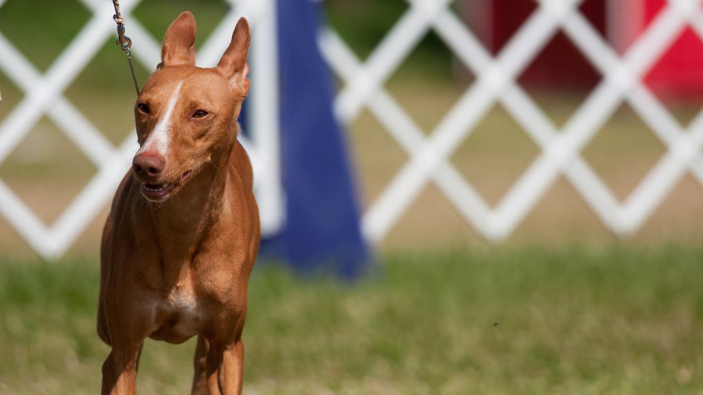 Exercise & Activity Needs icon