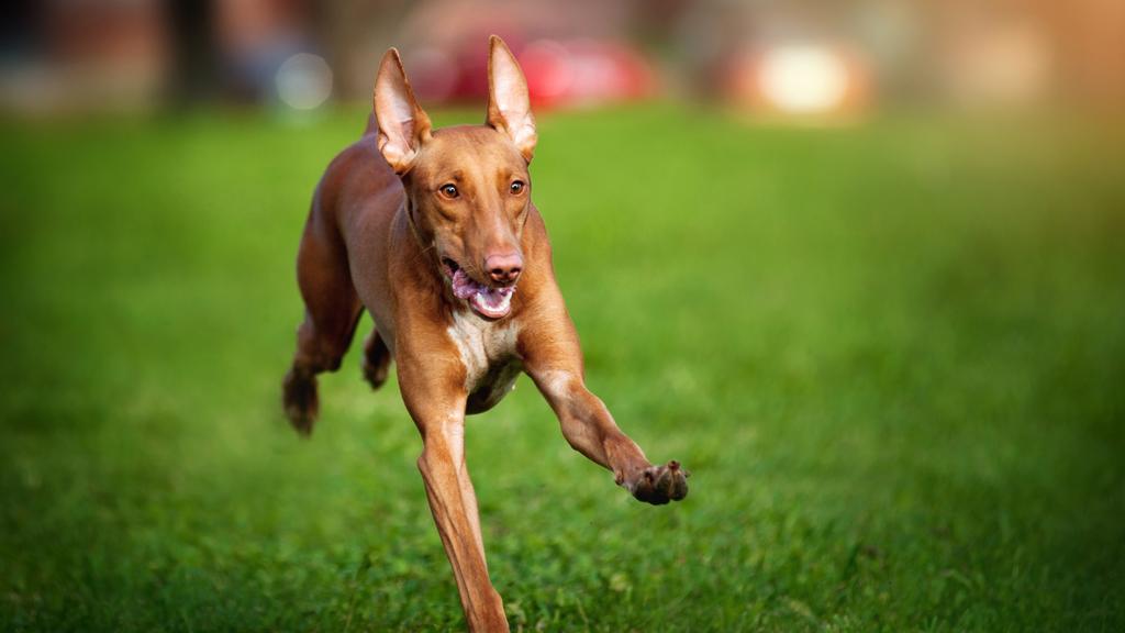 Pharaoh Hound