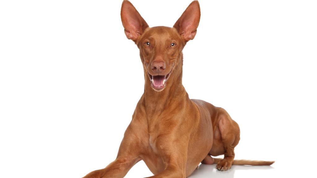 Temperament & Behavior icon