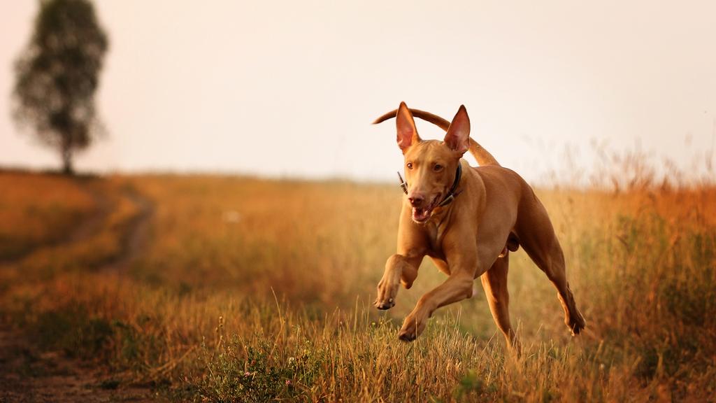 Pharaoh Hound