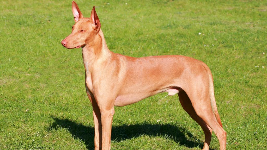 Pharaoh Hound