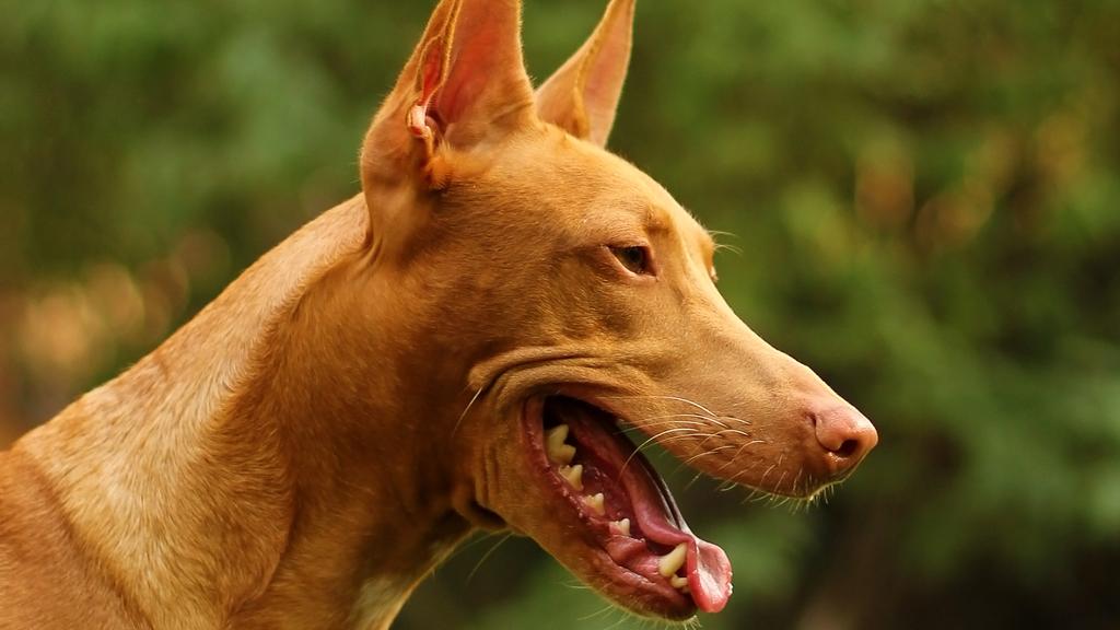 Pharaoh Hound