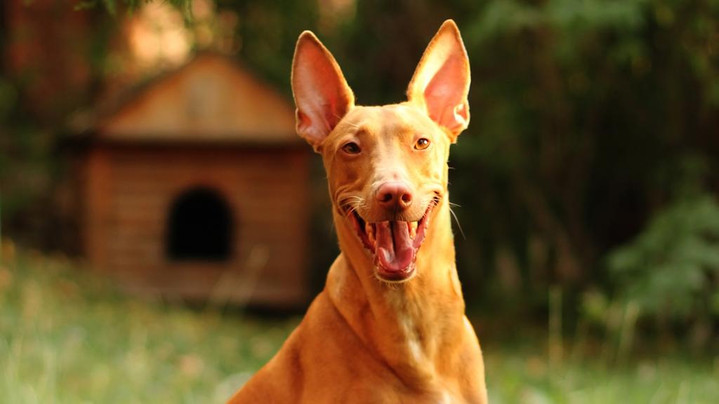 Adoption vs. Breeder Considerations icon