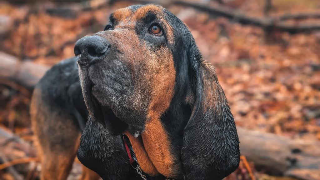 Exercise & Activity Needs icon