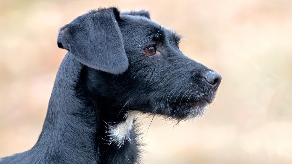 Basic Information icon