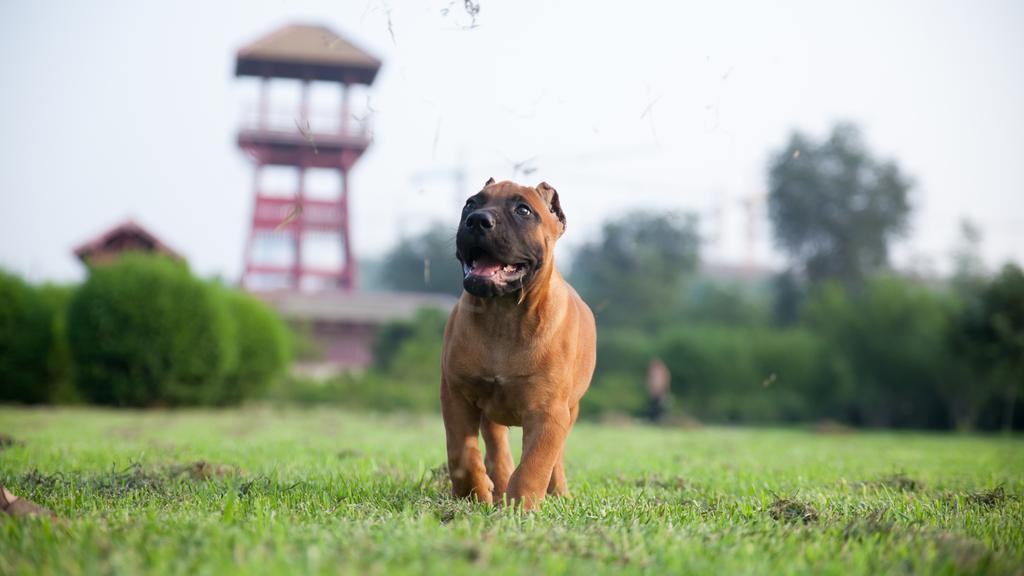 Adoption vs. Breeder Considerations icon